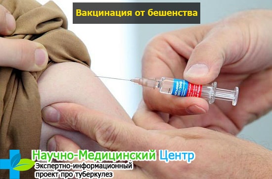 Противопоказания при вакцинации против бешенства